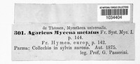 Mycena metata image